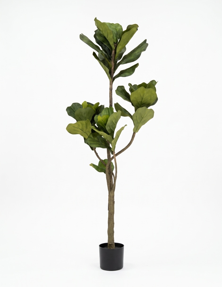 Árbol ficus 164 cm con maceta