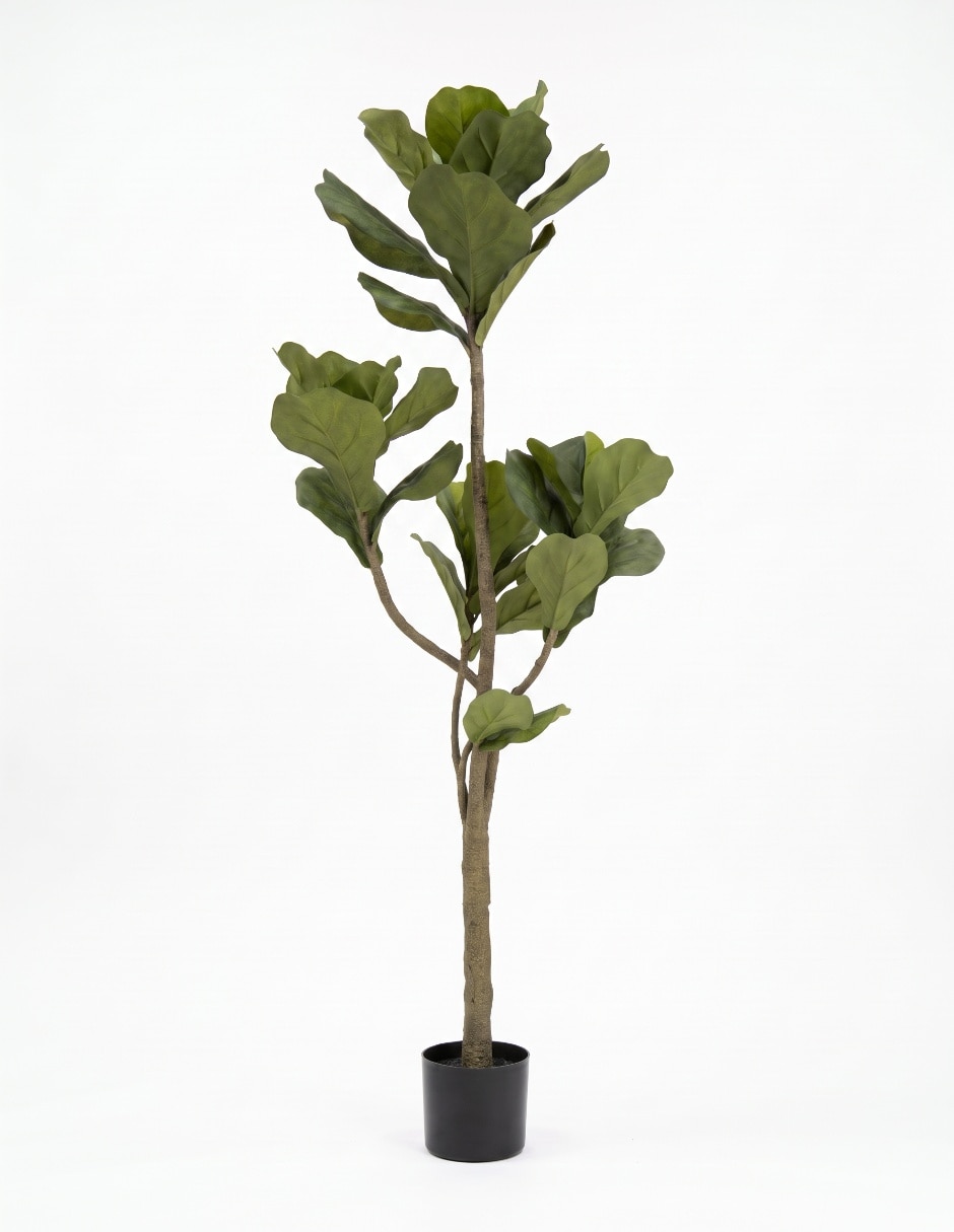 Árbol ficus 164 cm con maceta 2