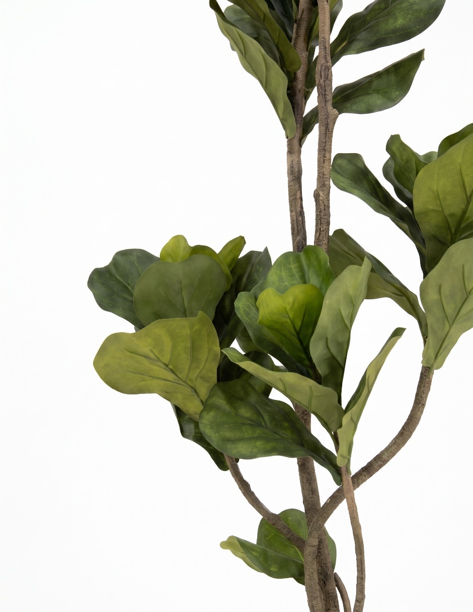 Árbol ficus 164 cm con maceta 3