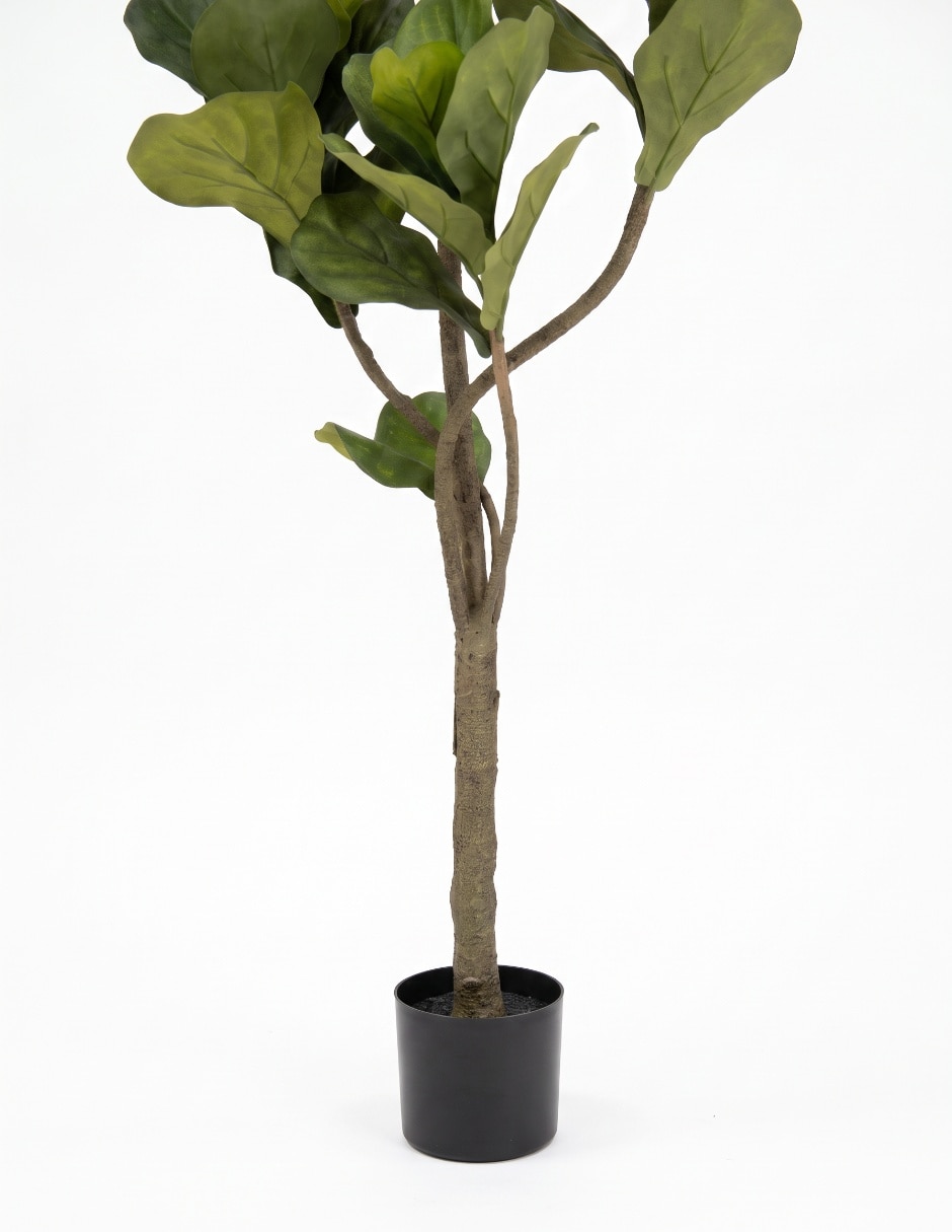 Árbol ficus 164 cm con maceta 4
