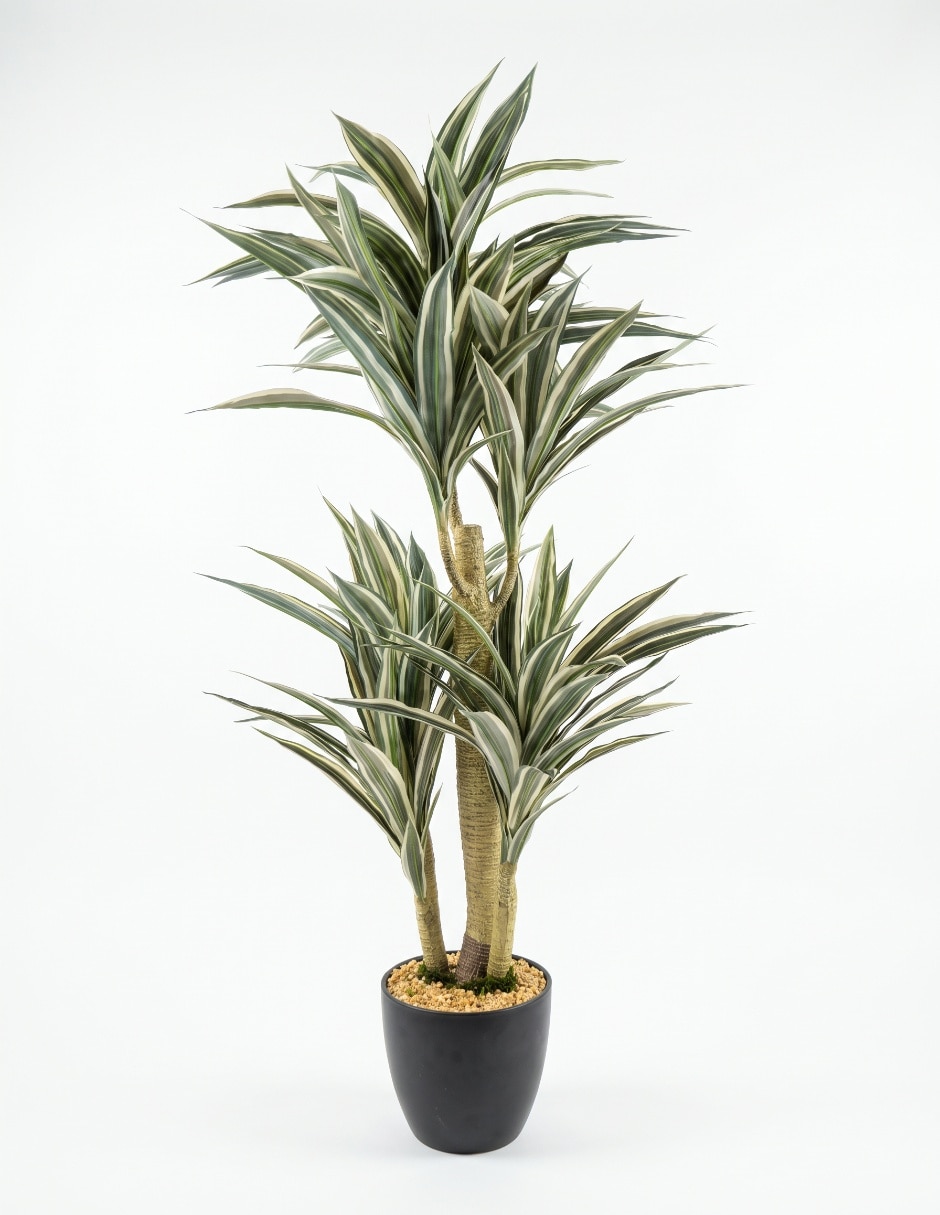 Dracena