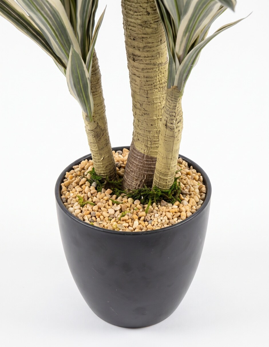 Dracena 2