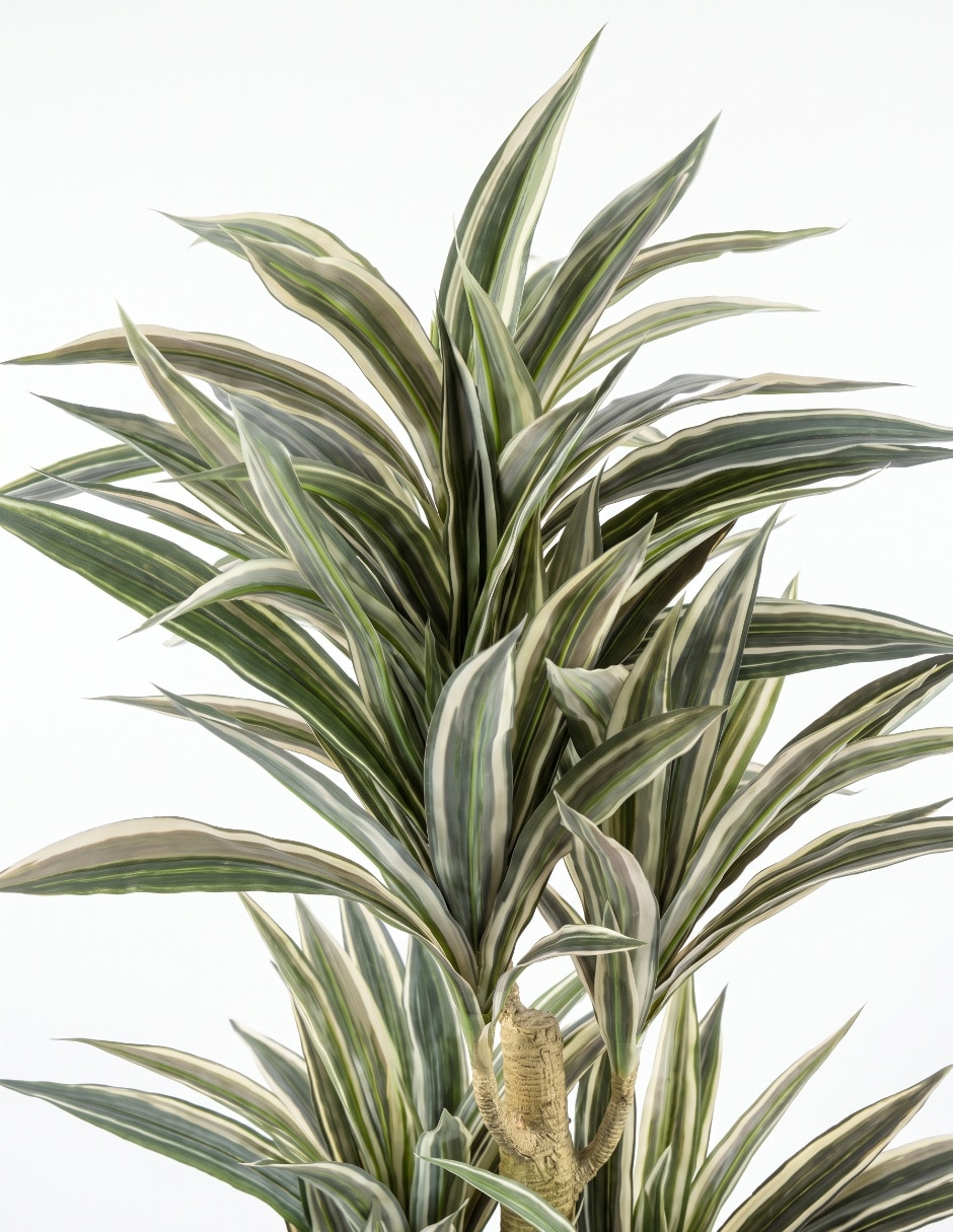 Dracena 3