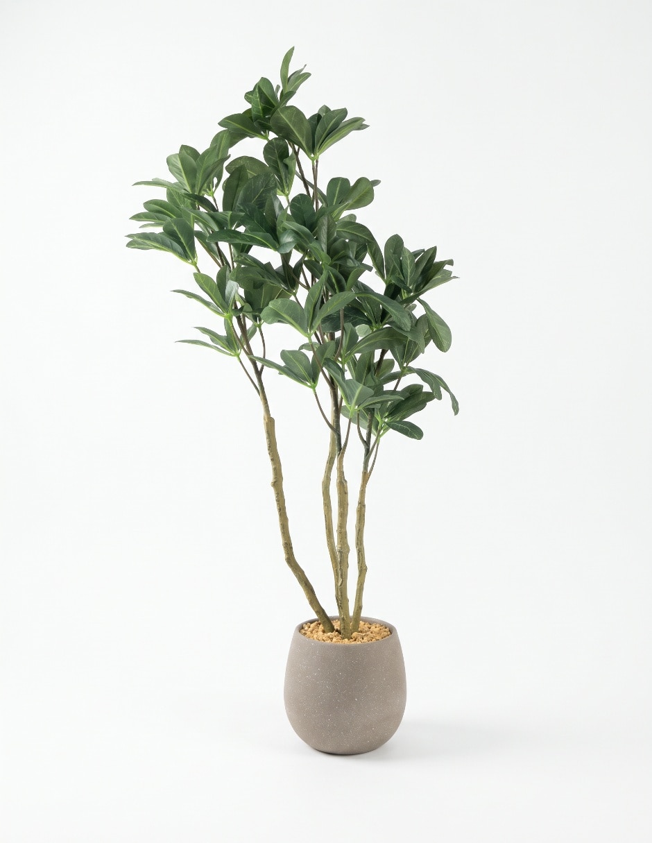 Schefflera natural