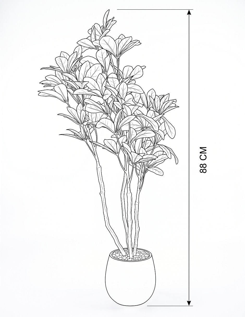 Schefflera natural 2
