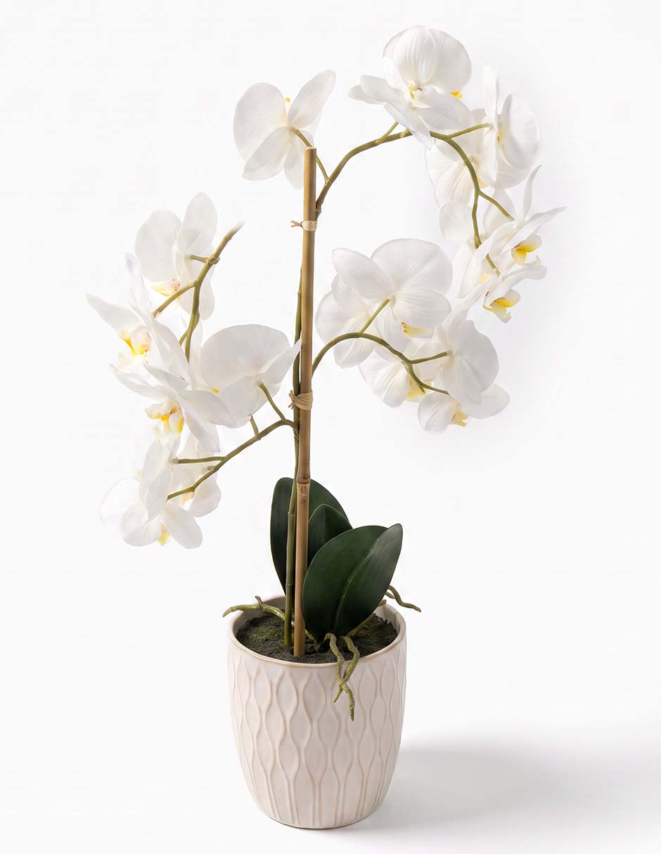Preelaborado de orquídea Preelaborado de orquídea