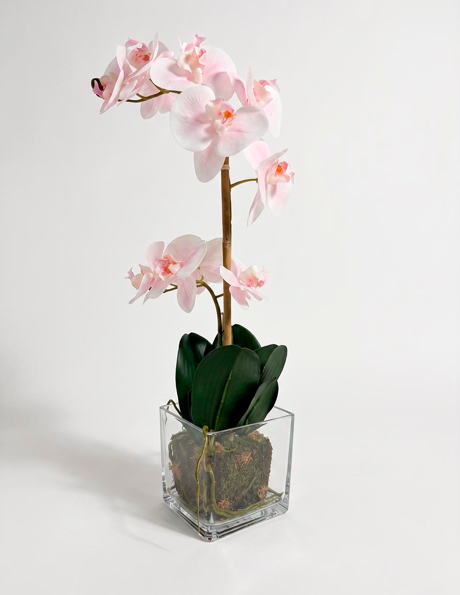 Preelaborado de orquídea mp Preelaborado de orquídea mp