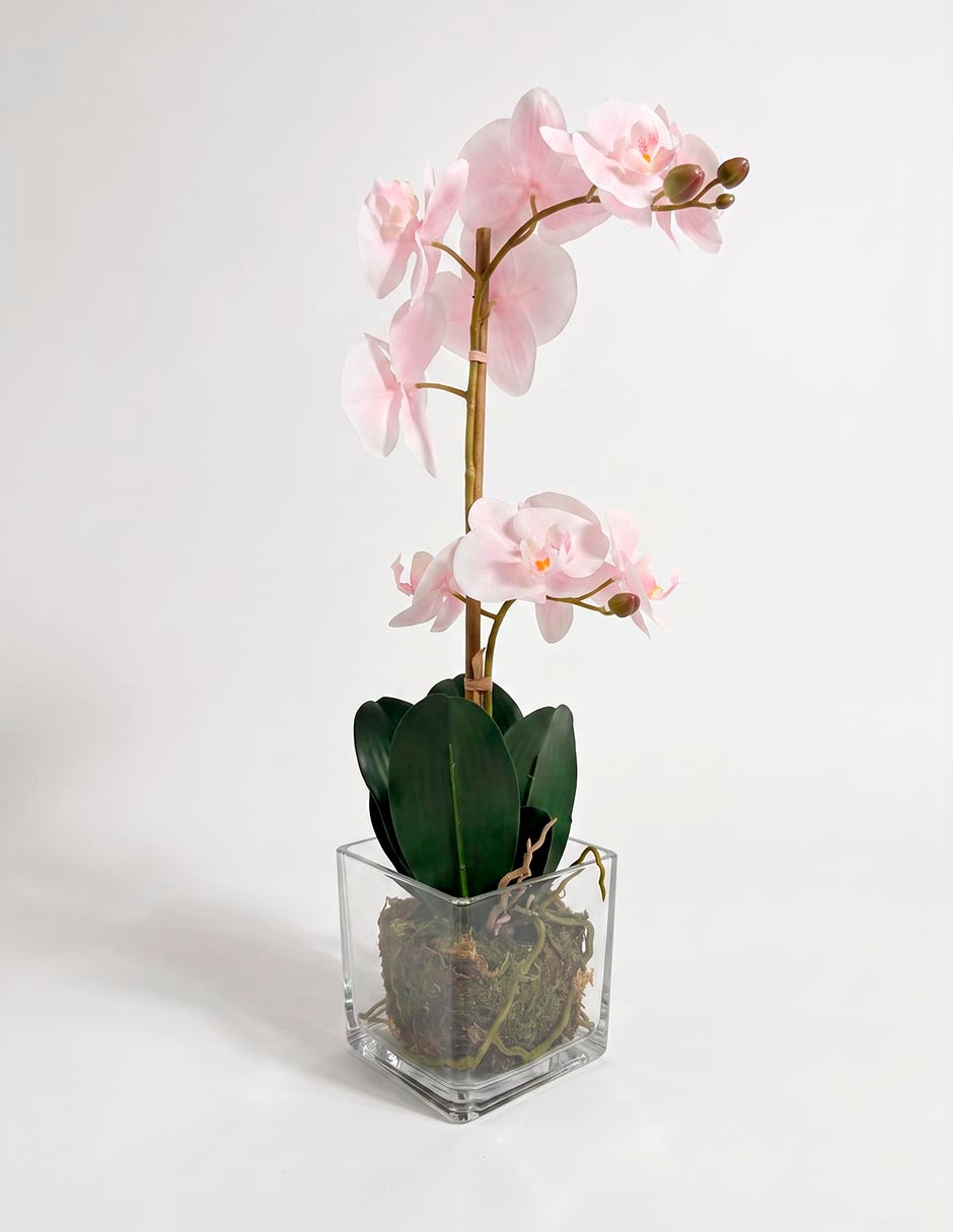 Preelaborado de orquídea mp 4
