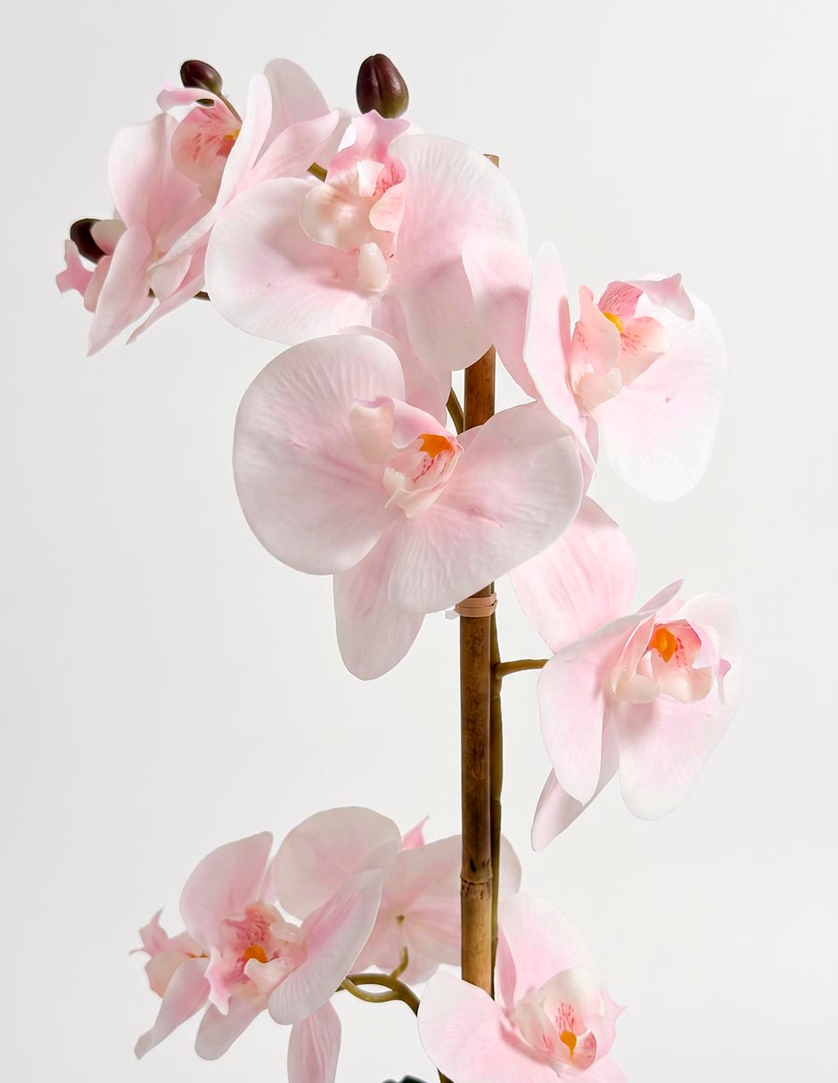 Preelaborado de orquídea mp 3