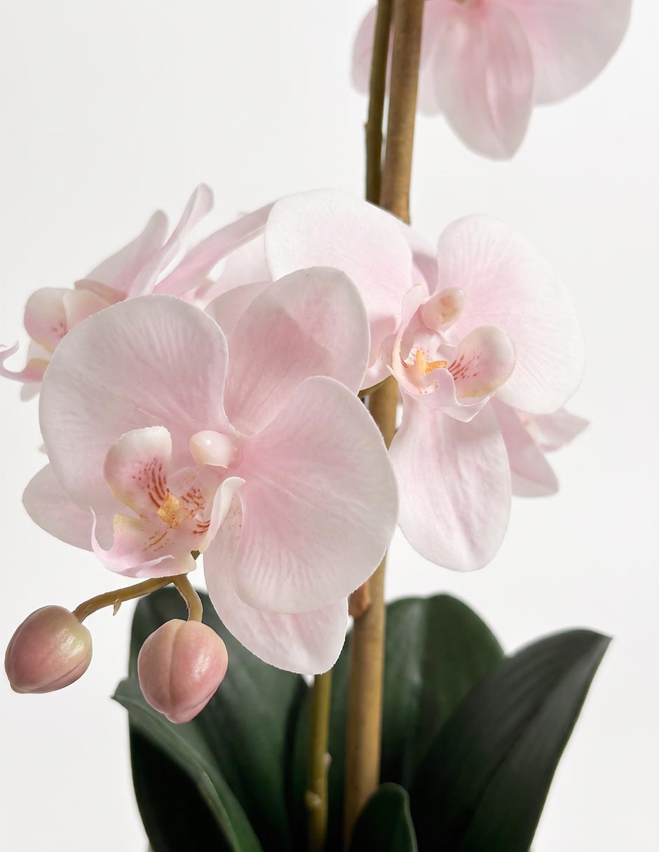 Preelaborado de orquídea mp 2