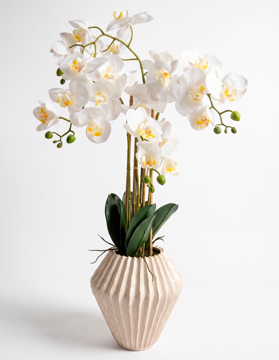 Preelaborado de orquídea mp Preelaborado de orquídea mp