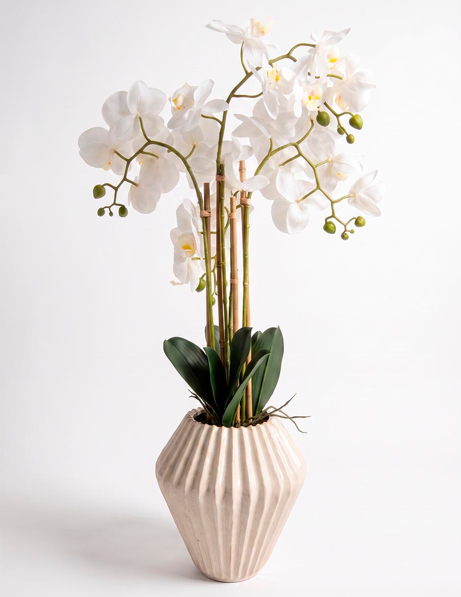 Preelaborado de orquídea mp 3