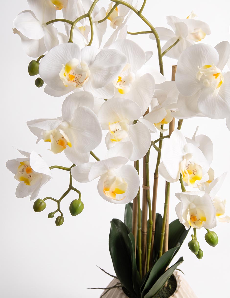 Preelaborado de orquídea mp 2