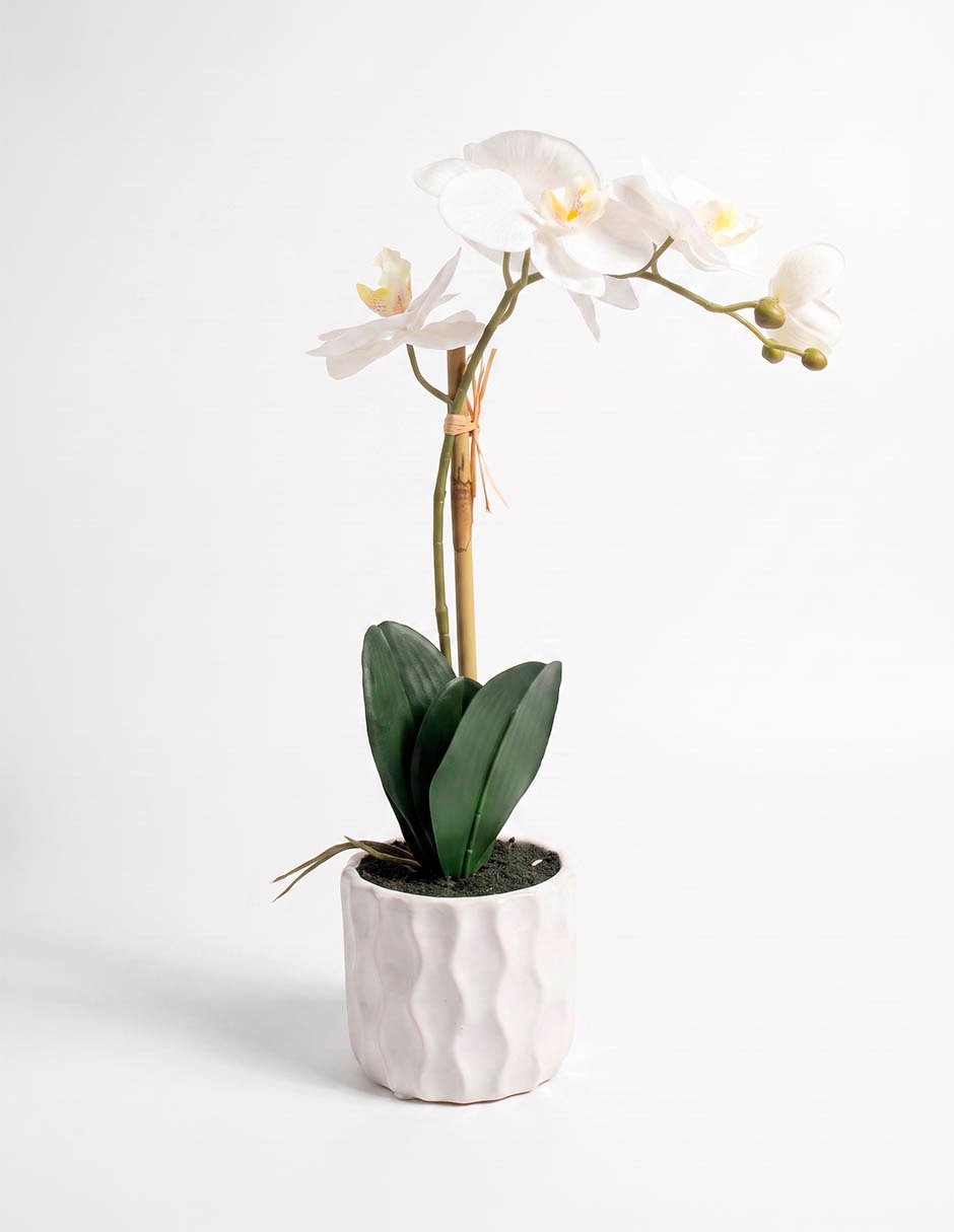 Preelaborado de orquídea mp Preelaborado de orquídea mp