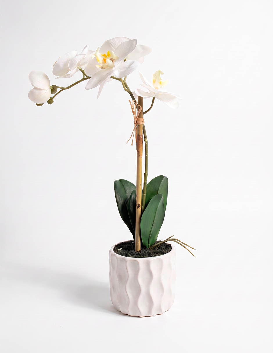 Preelaborado de orquídea mp 3