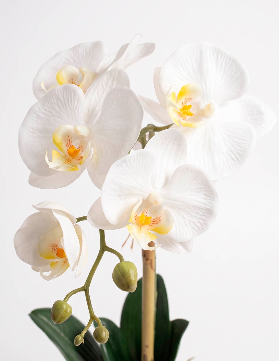 Preelaborado de orquídea mp 2