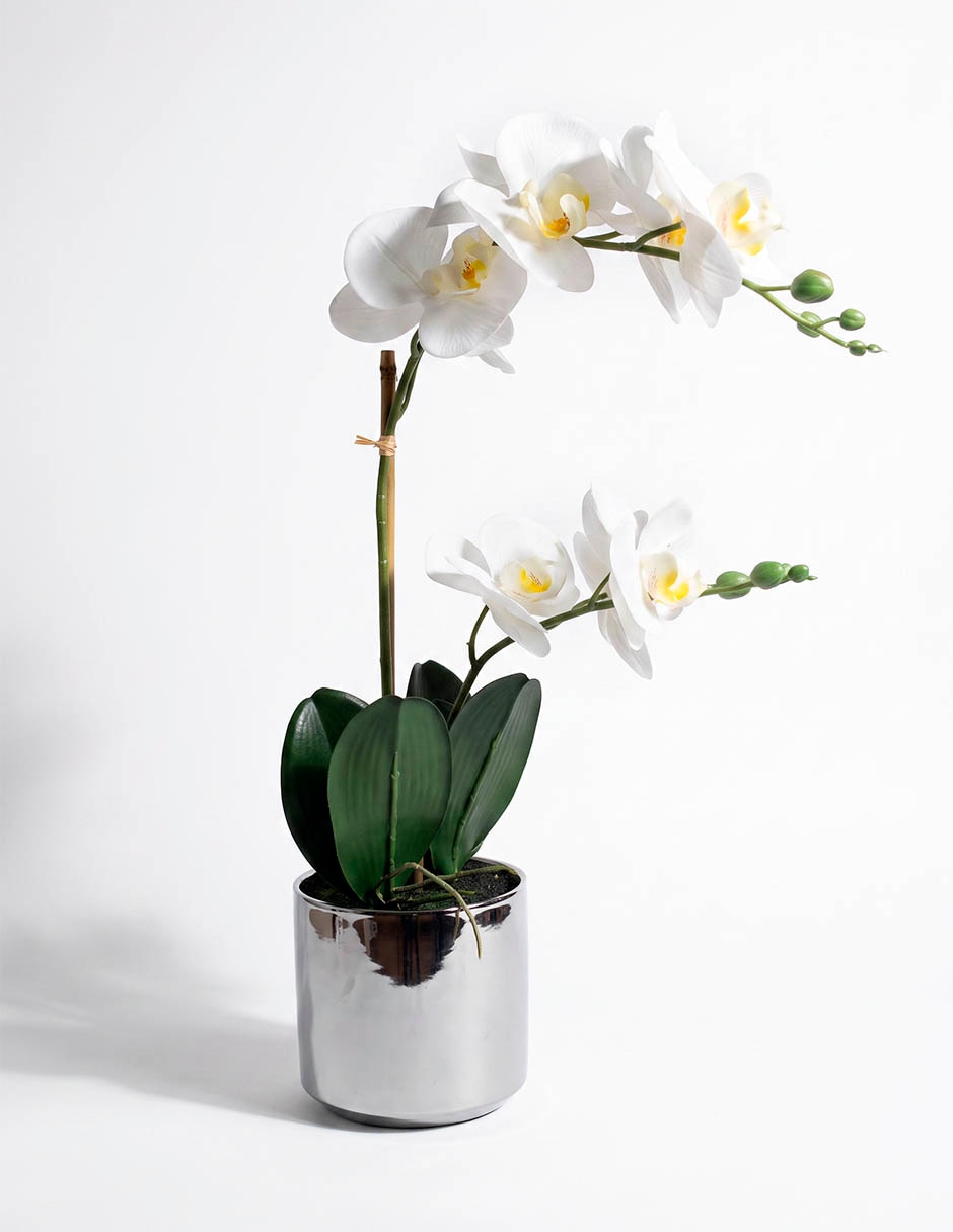 Preelaborado de orquídea mp Preelaborado de orquídea mp