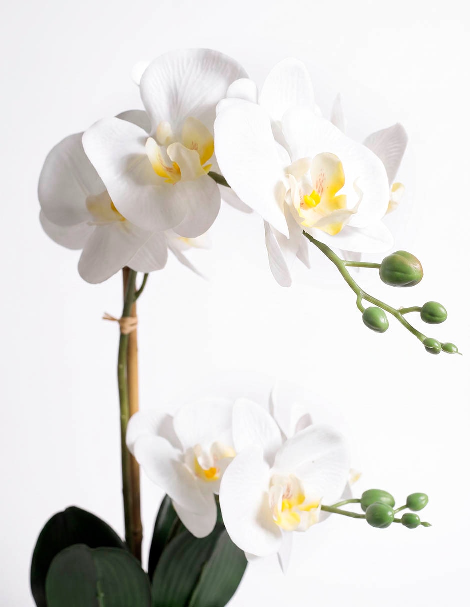 Preelaborado de orquídea mp 3