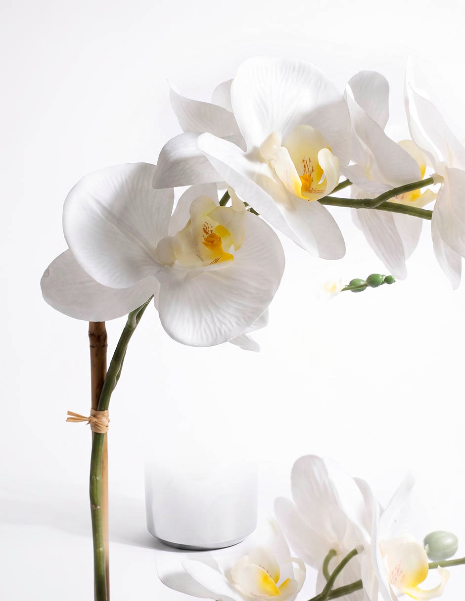 Preelaborado de orquídea mp 2