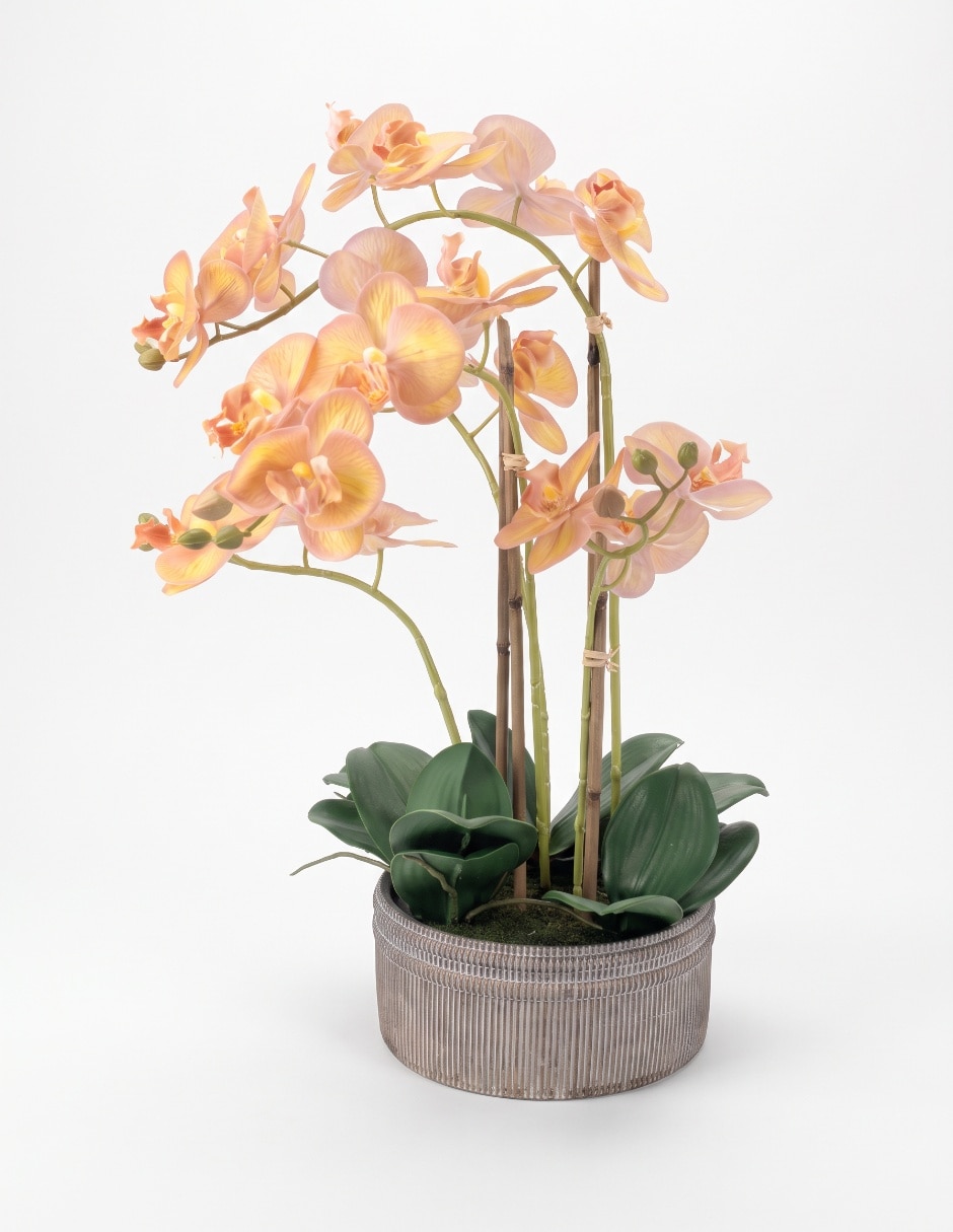 Preelaborado de orquídea Preelaborado de orquídea