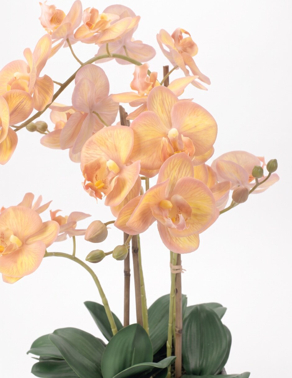 Preelaborado de orquídea 2