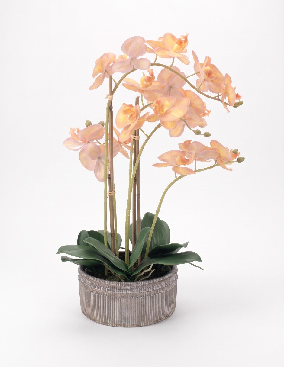 Preelaborado de orquídea 4