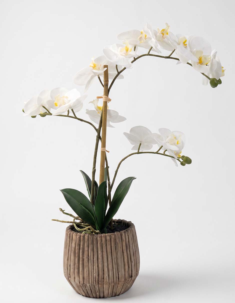 Preelaborado de orquídea 1