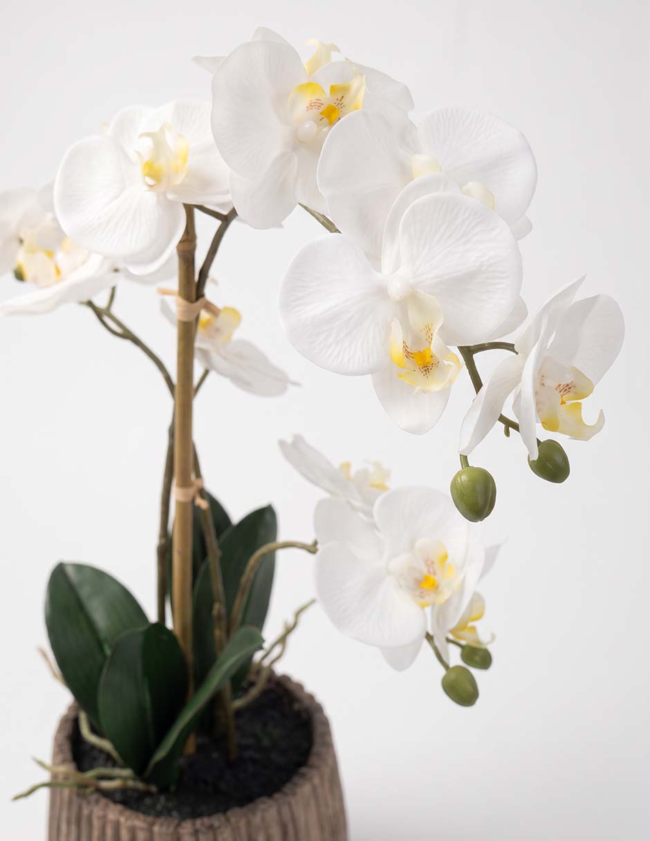 Preelaborado de orquídea Preelaborado de orquídea