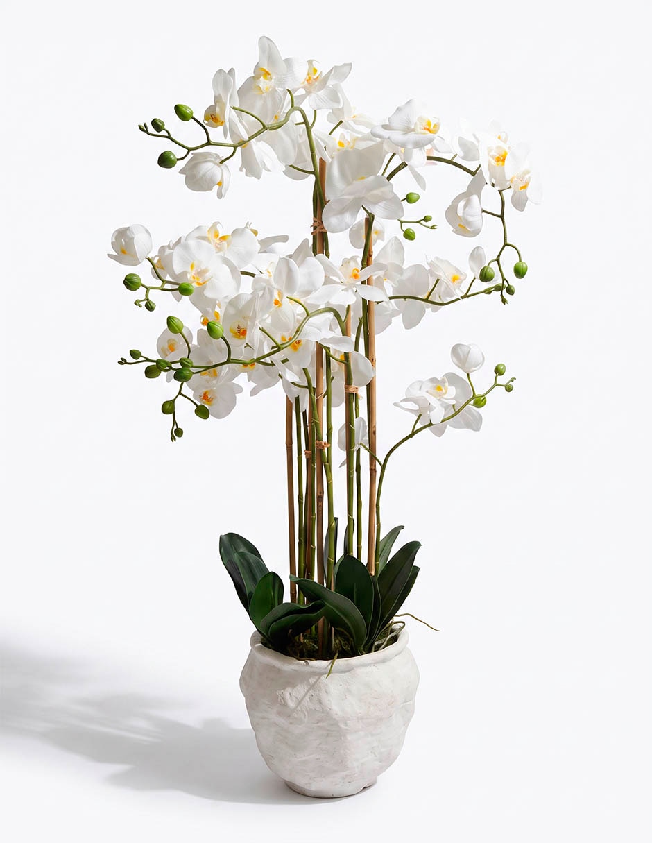 Preelaborado de orquídea Preelaborado de orquídea