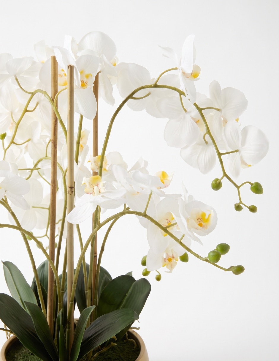 Preelaborado de orquídea 3