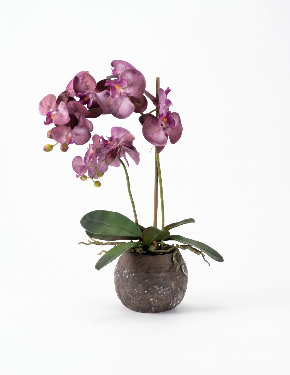 Preelaborado de orquídea
