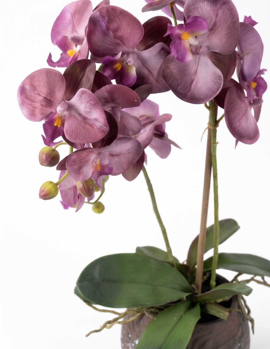 Preelaborado de orquídea 2