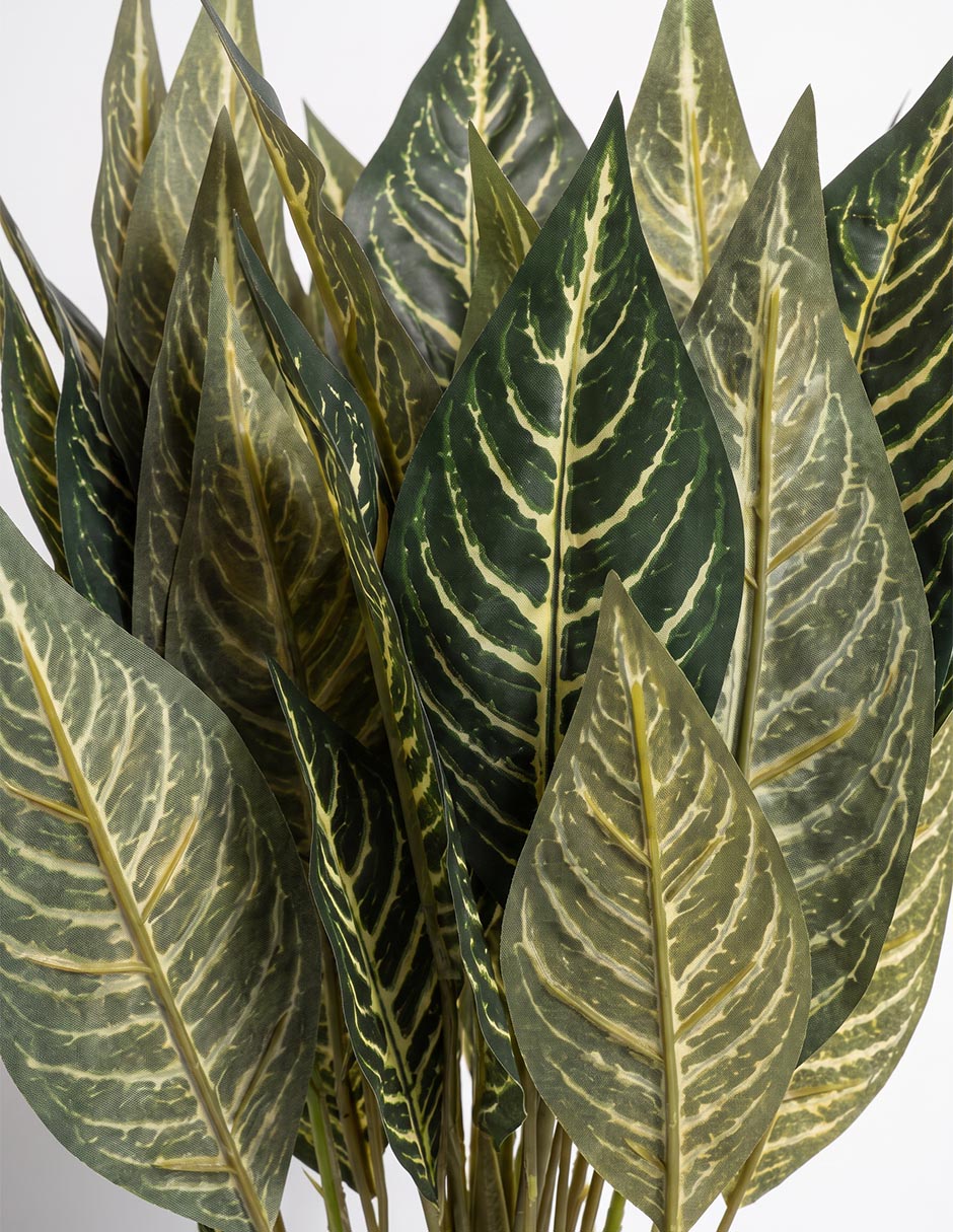 Zebrina decorativo 2