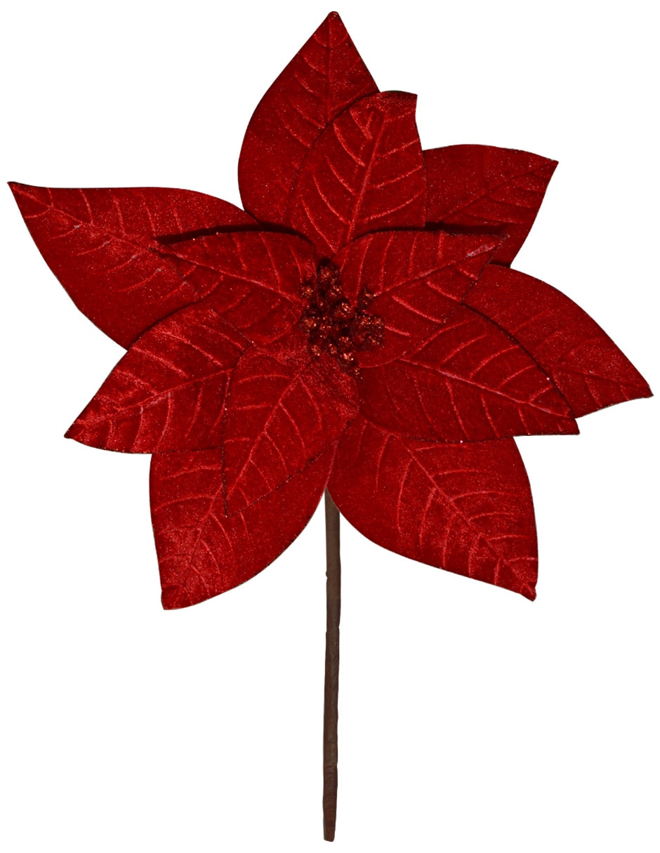 Flor de Nochebuena