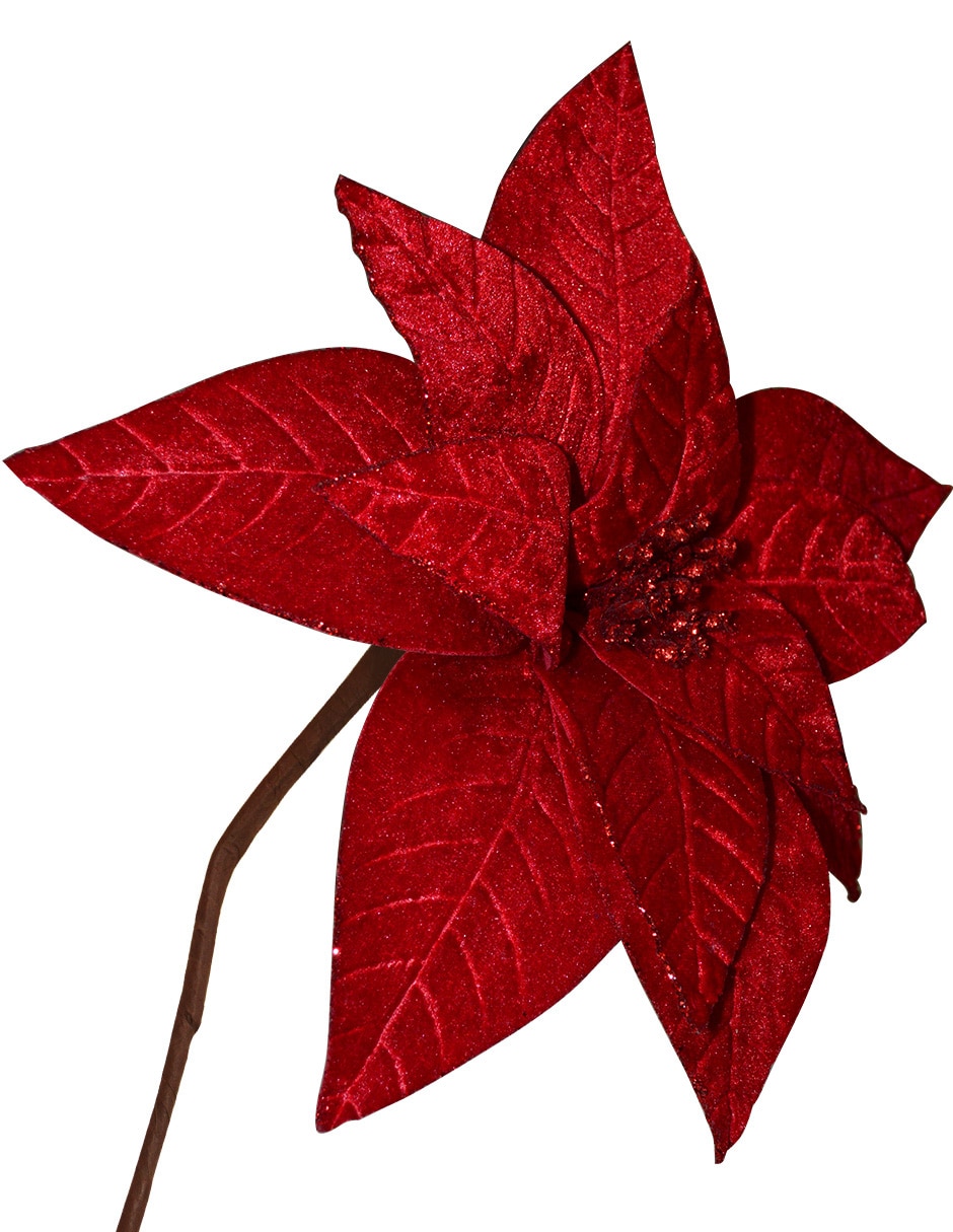 Flor de Nochebuena 2