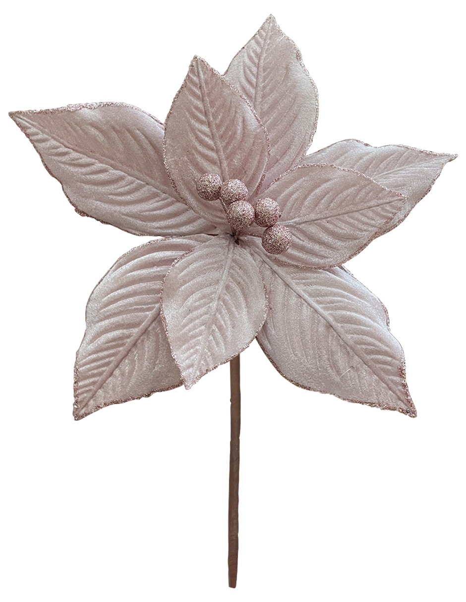 Rosa 5