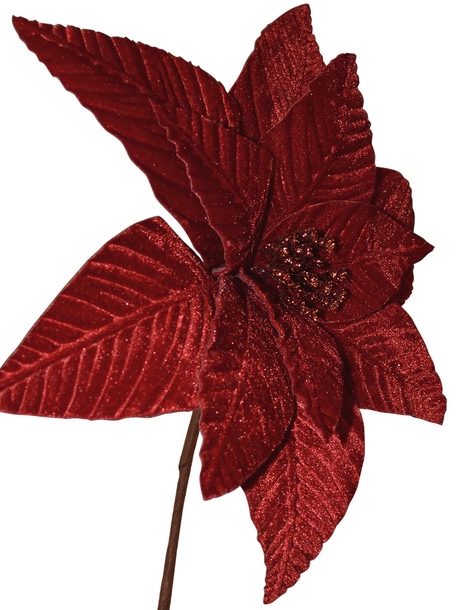Flor de nochebuena Navidad 2
