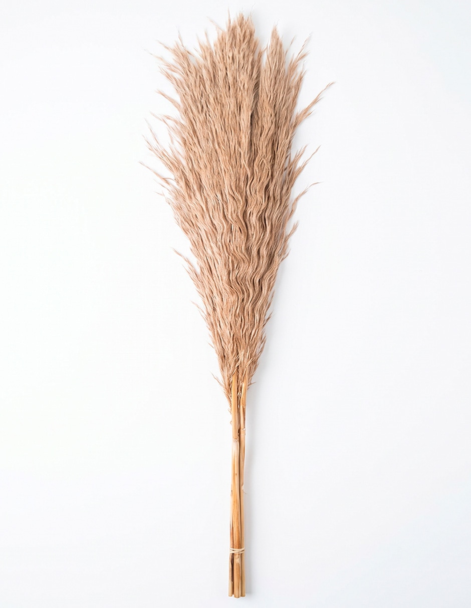 Galvia decorativa