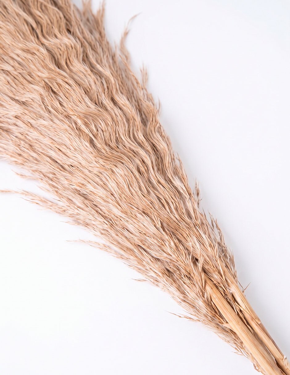 Galvia decorativa 4