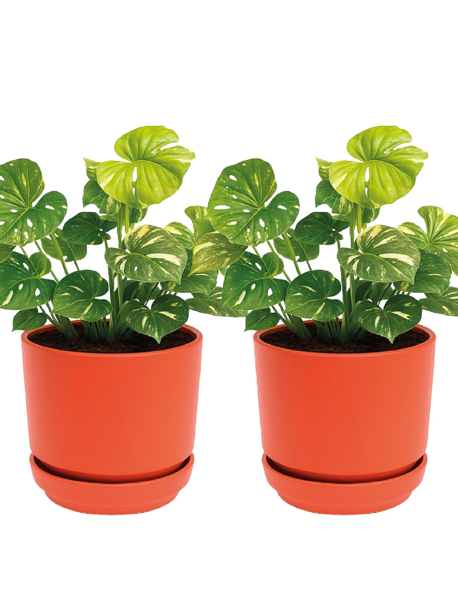 Set maceta terracota de Plástico con sistema automático de riego