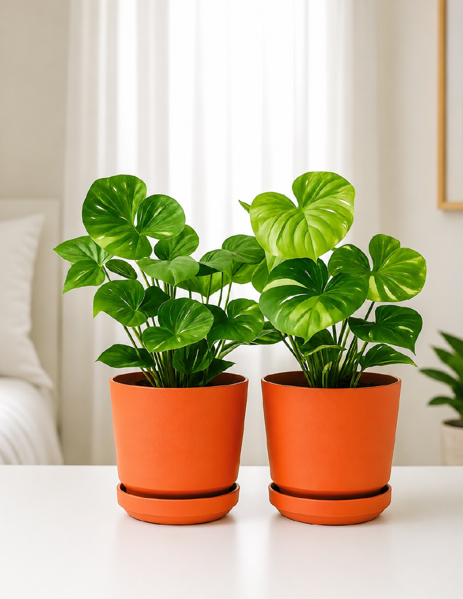 Set maceta terracota de Plástico con sistema automático de riego 3